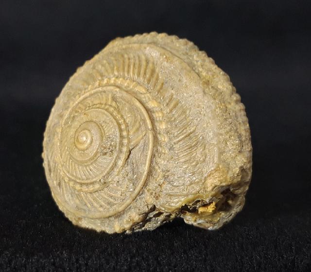 Obornella plicopunctata (DESLONGCHAMPS 1849) - Bild © FossNet FossilienStore